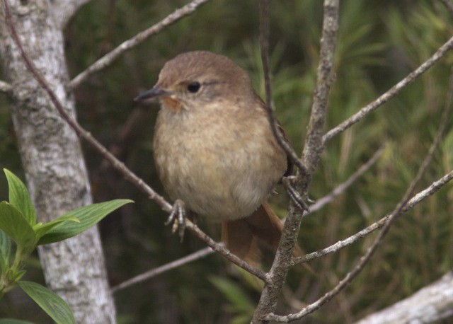 Itatiaia Spinetail - ML204571191