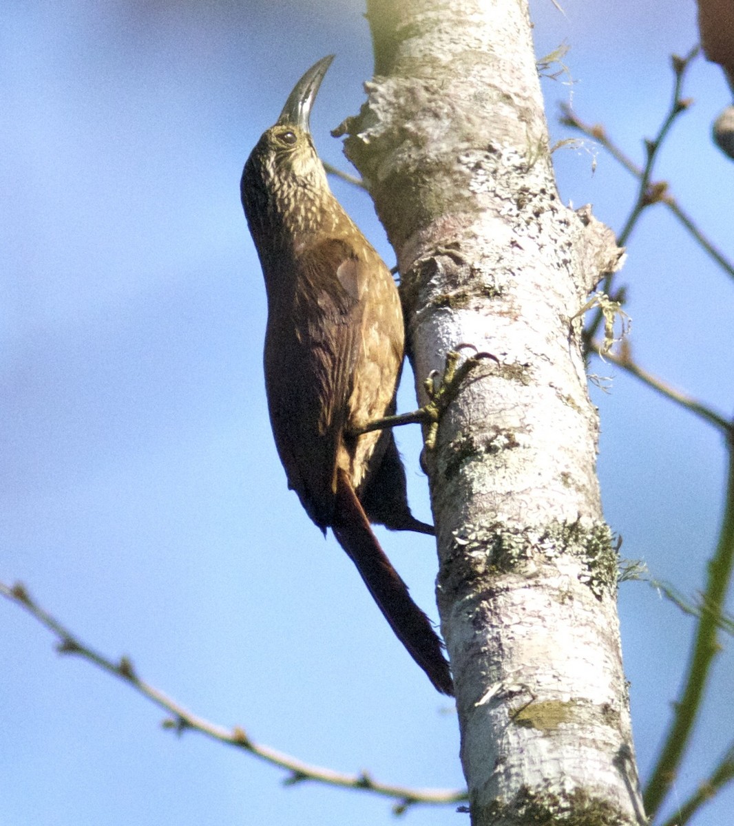 White-throated Woodcreeper - ML204571311