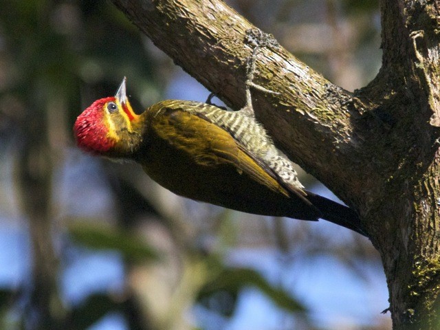 White-browed Woodpecker - ML204571321