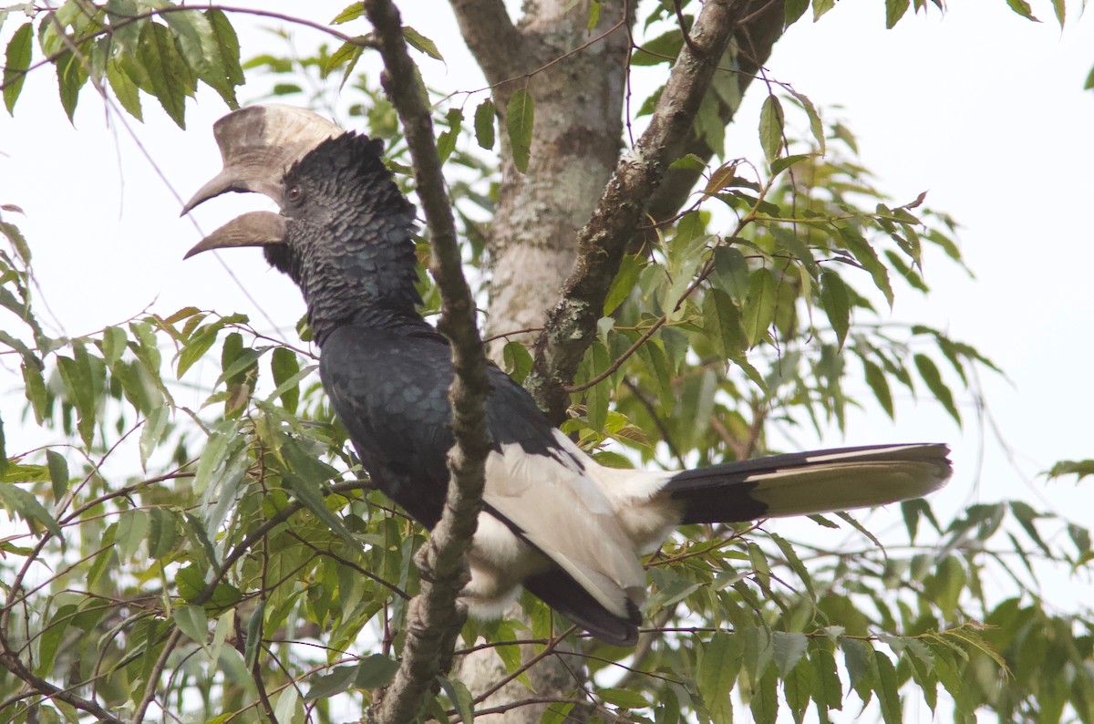 Black-and-white-casqued Hornbill - ML204571331