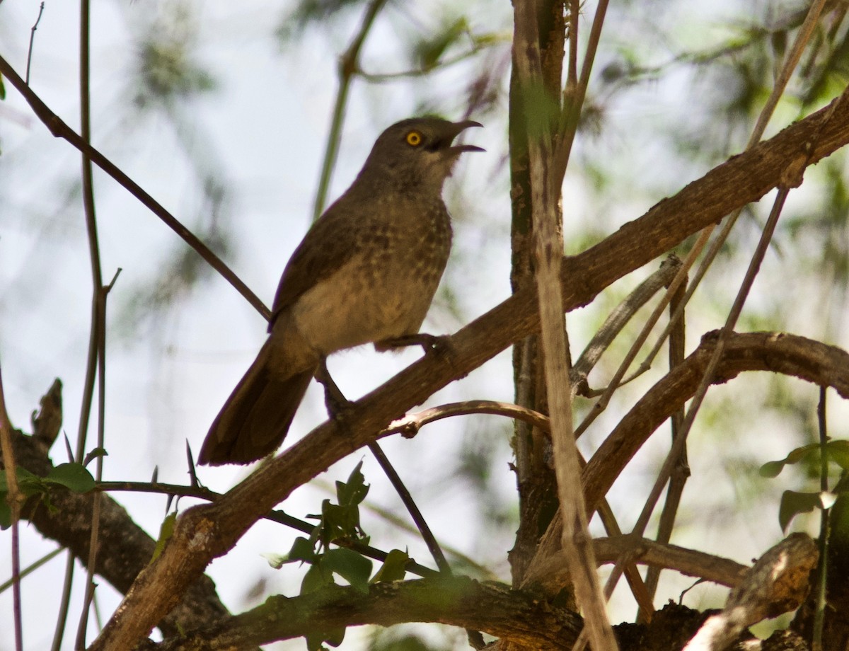 Brown Babbler - Ken Havard