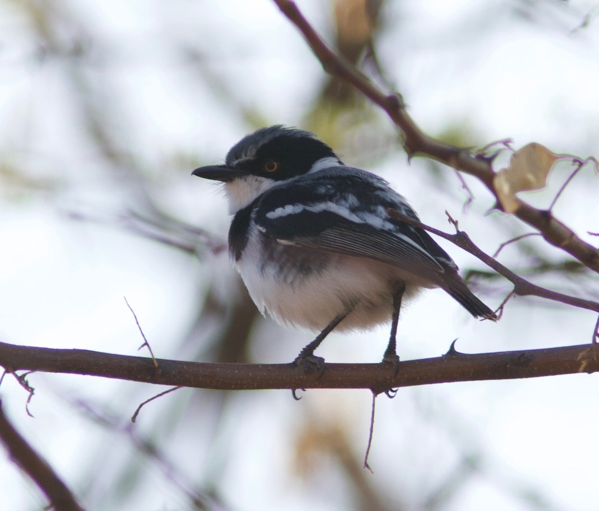 Pygmy Batis - Ken Havard