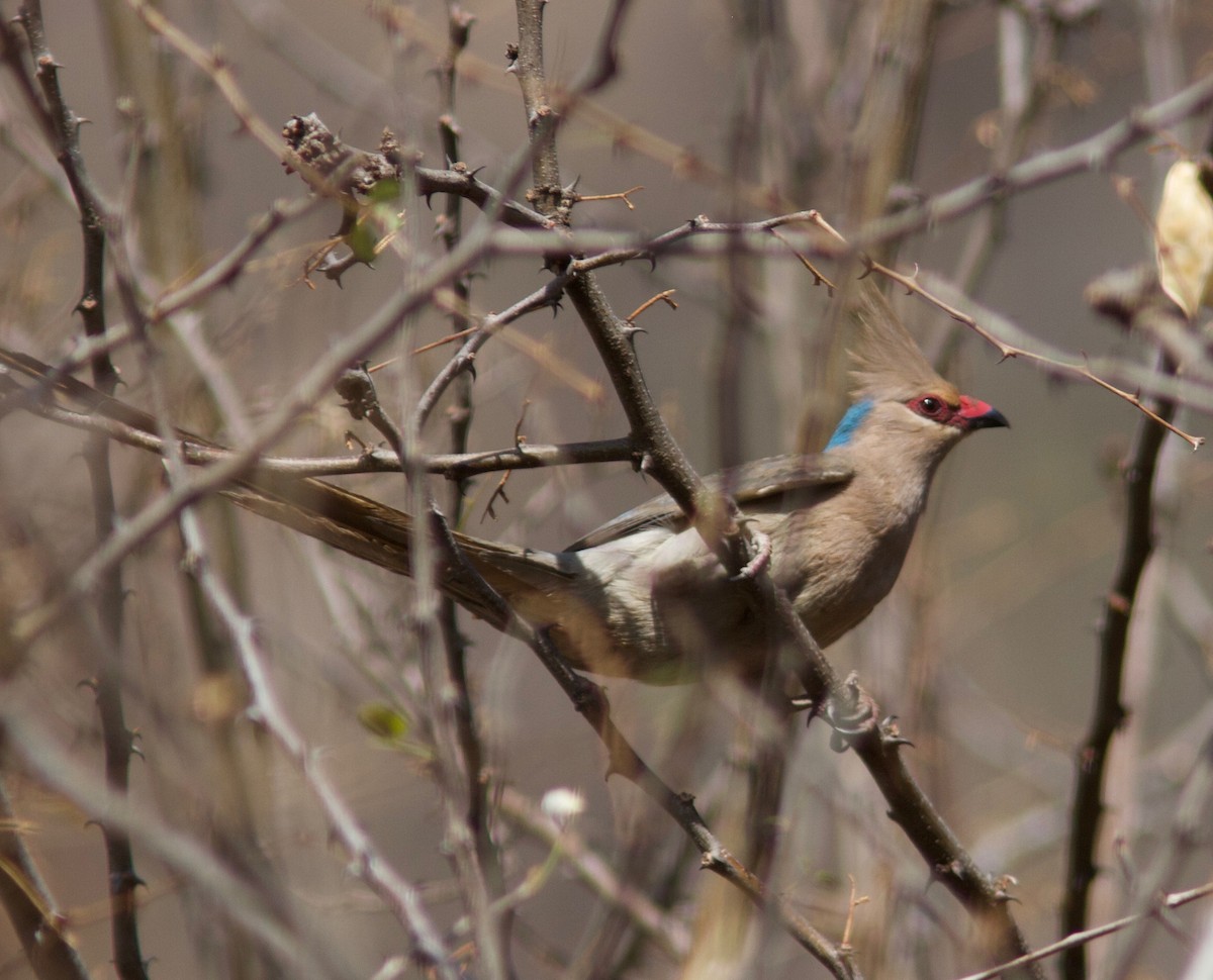 Blue-naped Mousebird - ML204571691