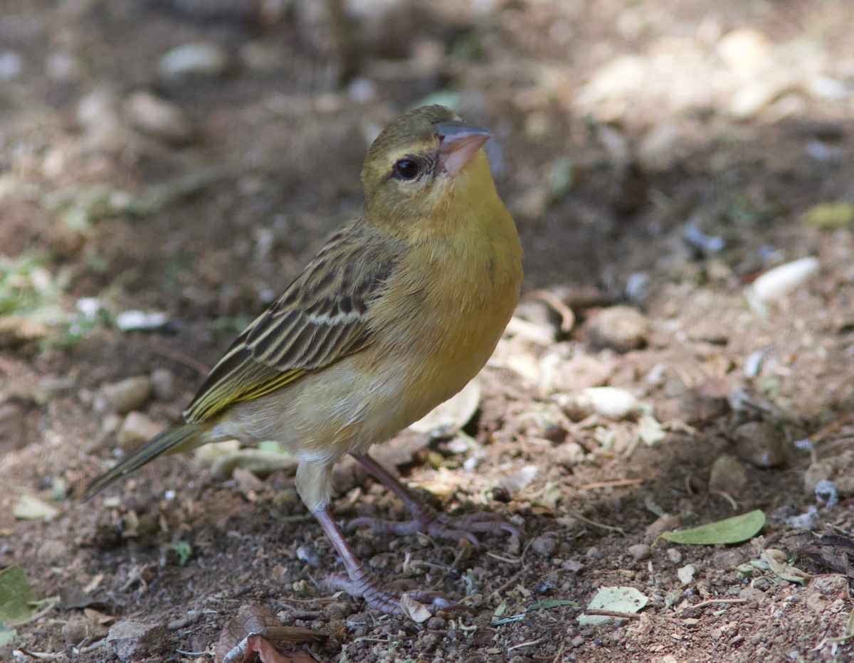 Northern Masked-Weaver - ML204571761