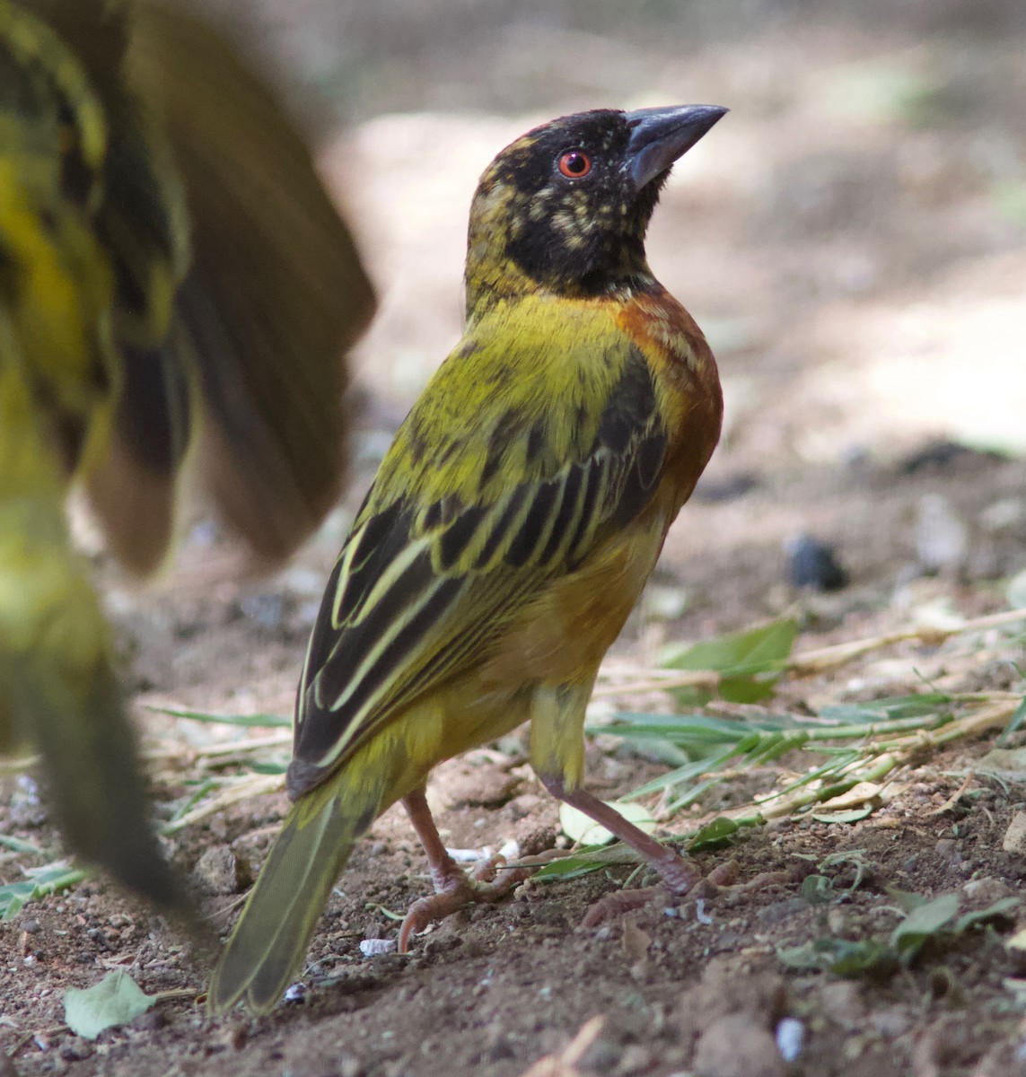 Golden-backed Weaver - ML204571771