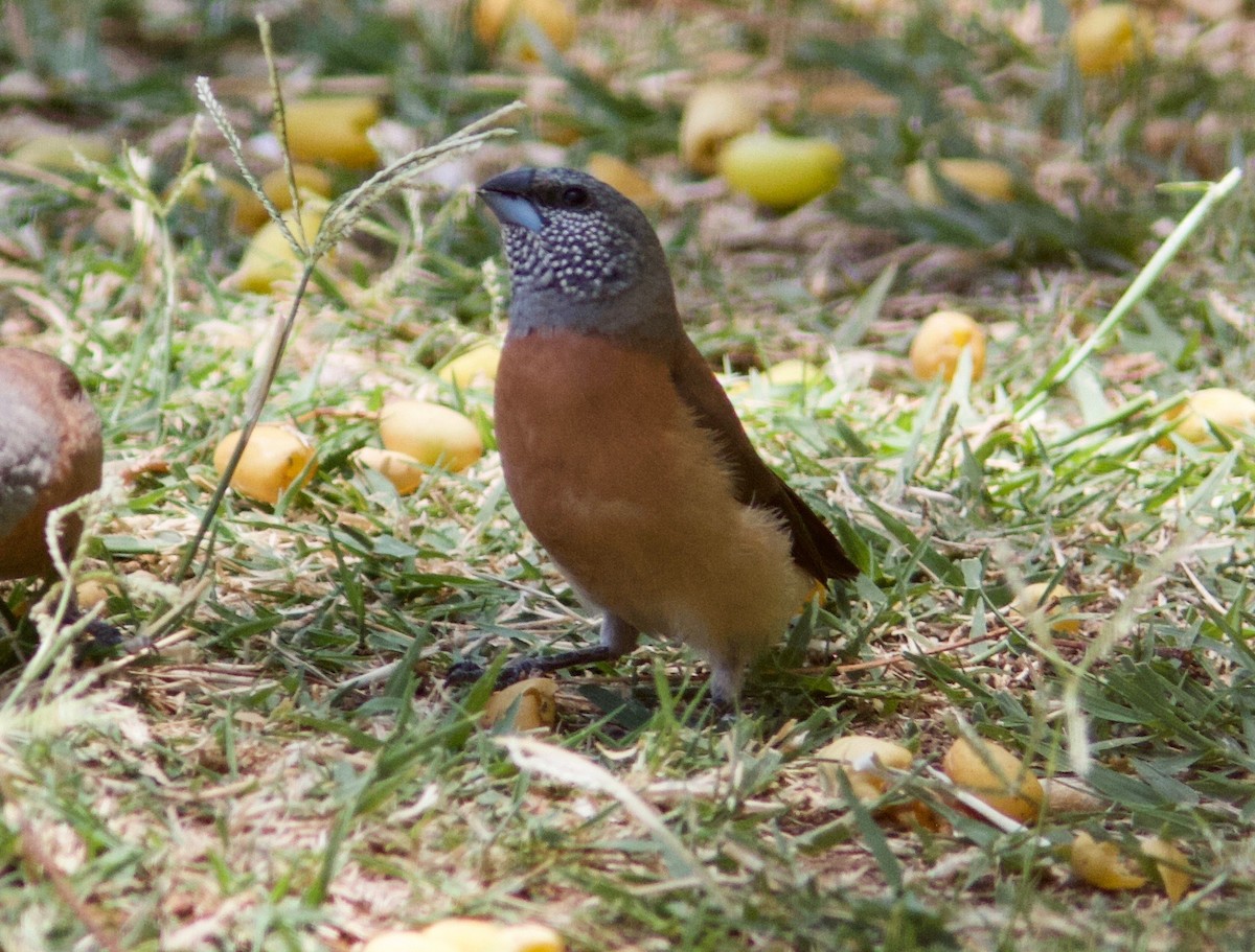 Gray-headed Silverbill - Ken Havard