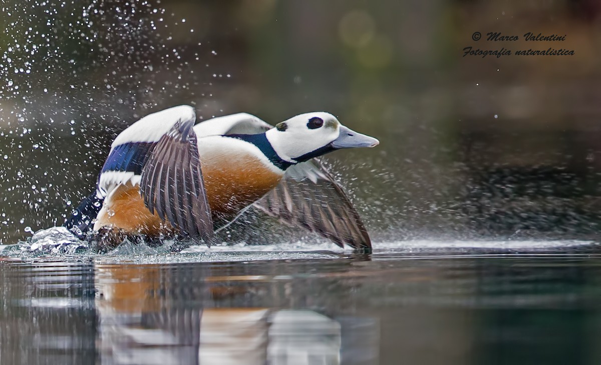 Steller's Eider - ML204572611