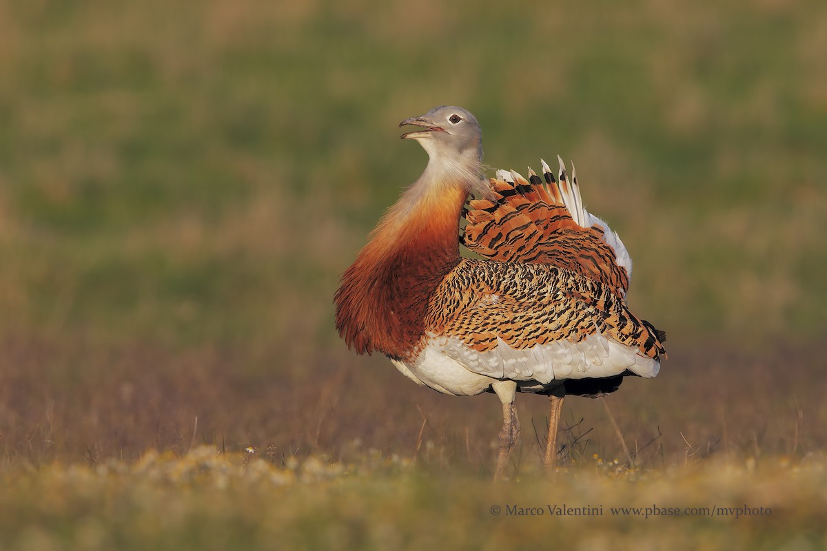 Great Bustard - Marco Valentini