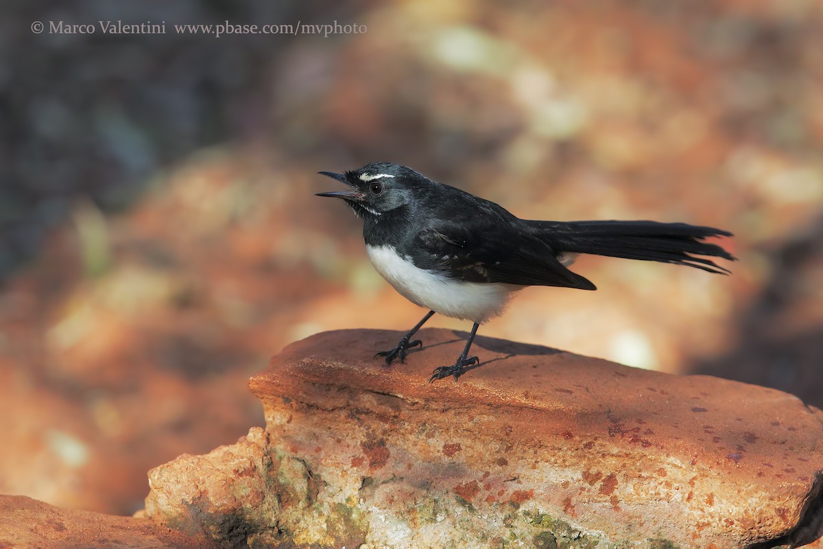 Willie-wagtail - Marco Valentini