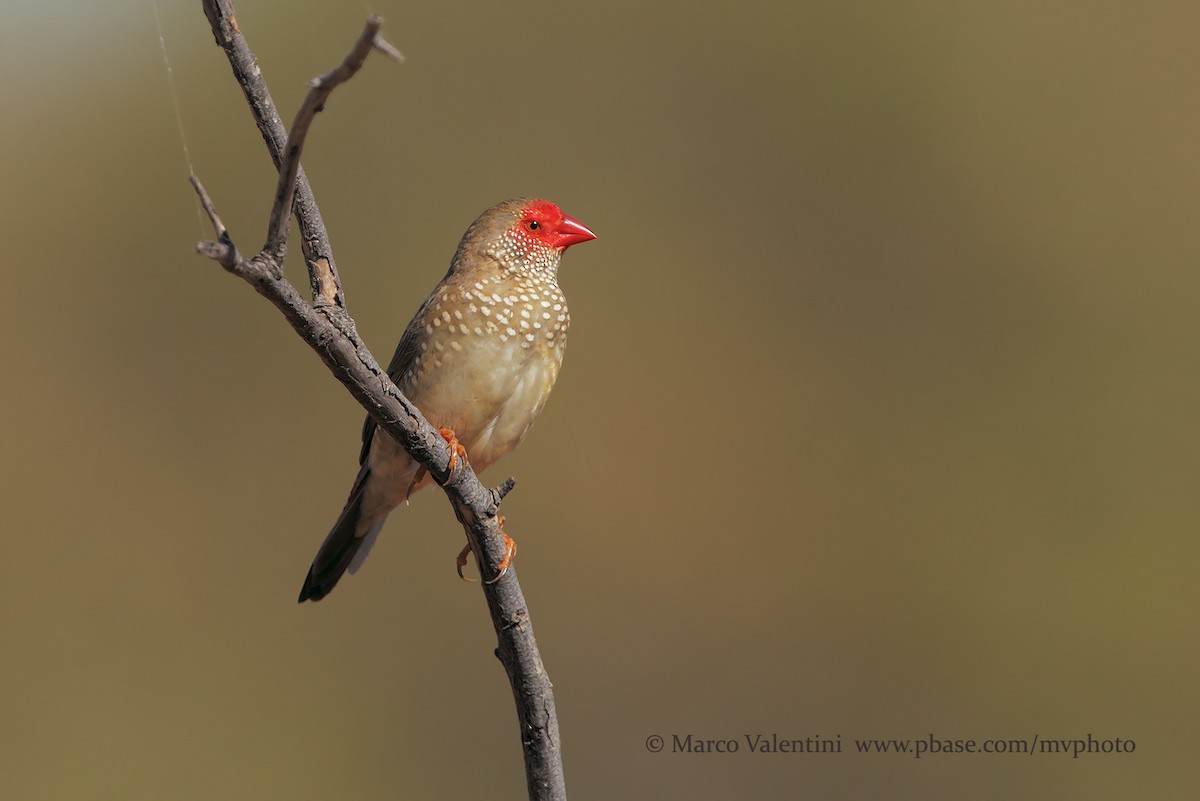 Star Finch - Marco Valentini