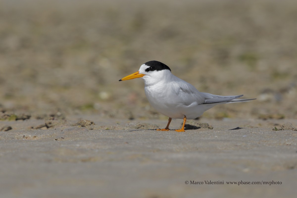 Australian Fairy Tern - ML204572981