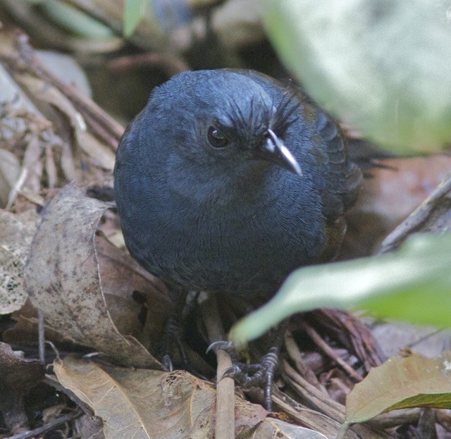 Slaty Bristlefront - ML204573271