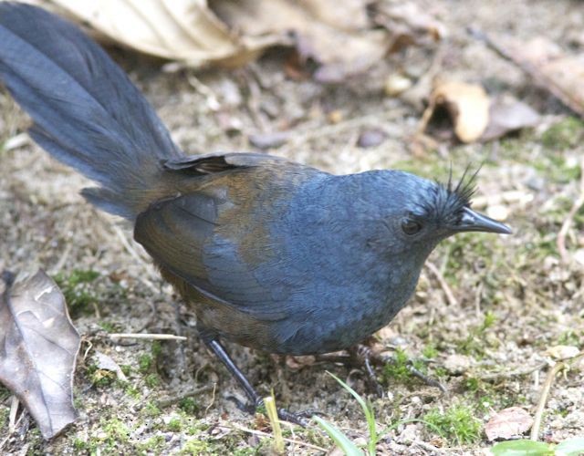 Slaty Bristlefront - ML204573281