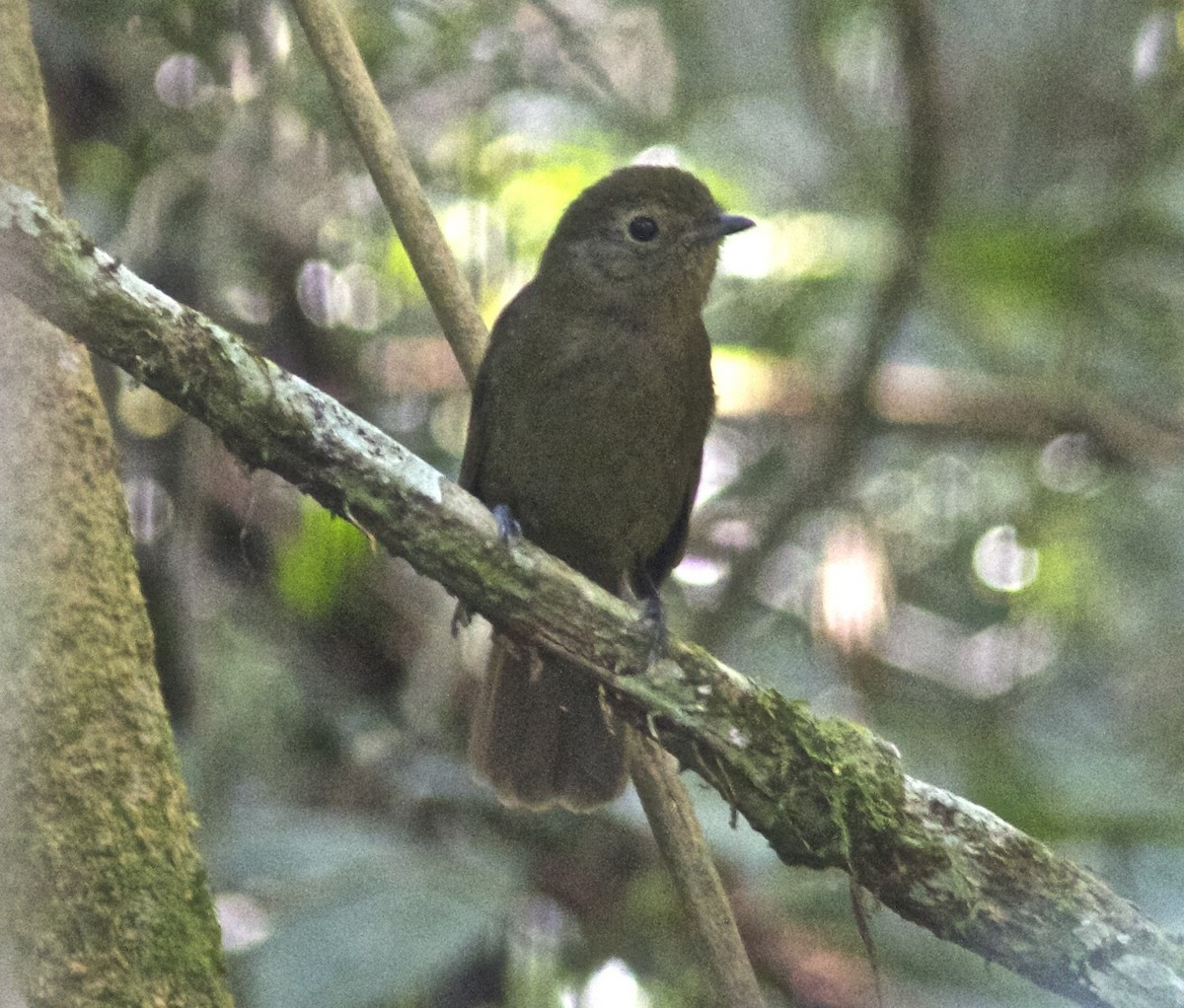 Greenish Schiffornis - Ken Havard