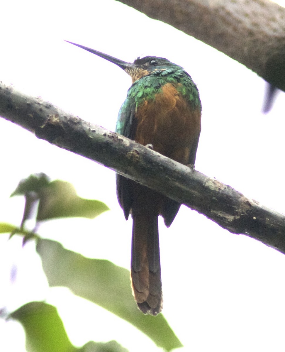 Rufous-tailed Jacamar (Spot-tailed) - Ken Havard