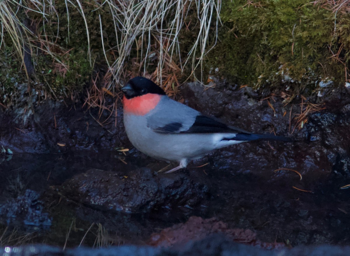 Eurasian Bullfinch (Baikal) - ML204573881
