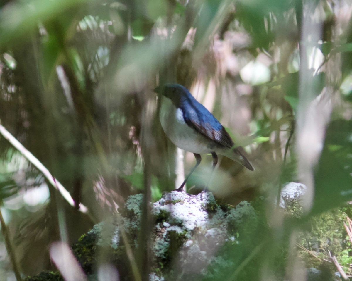 Siberian Blue Robin - ML204573911