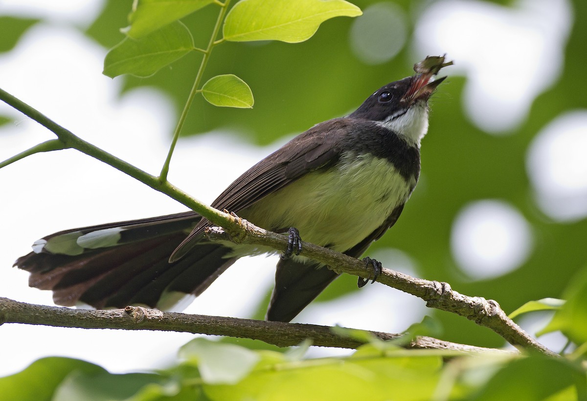 Malaysian Pied-Fantail - ML204574471