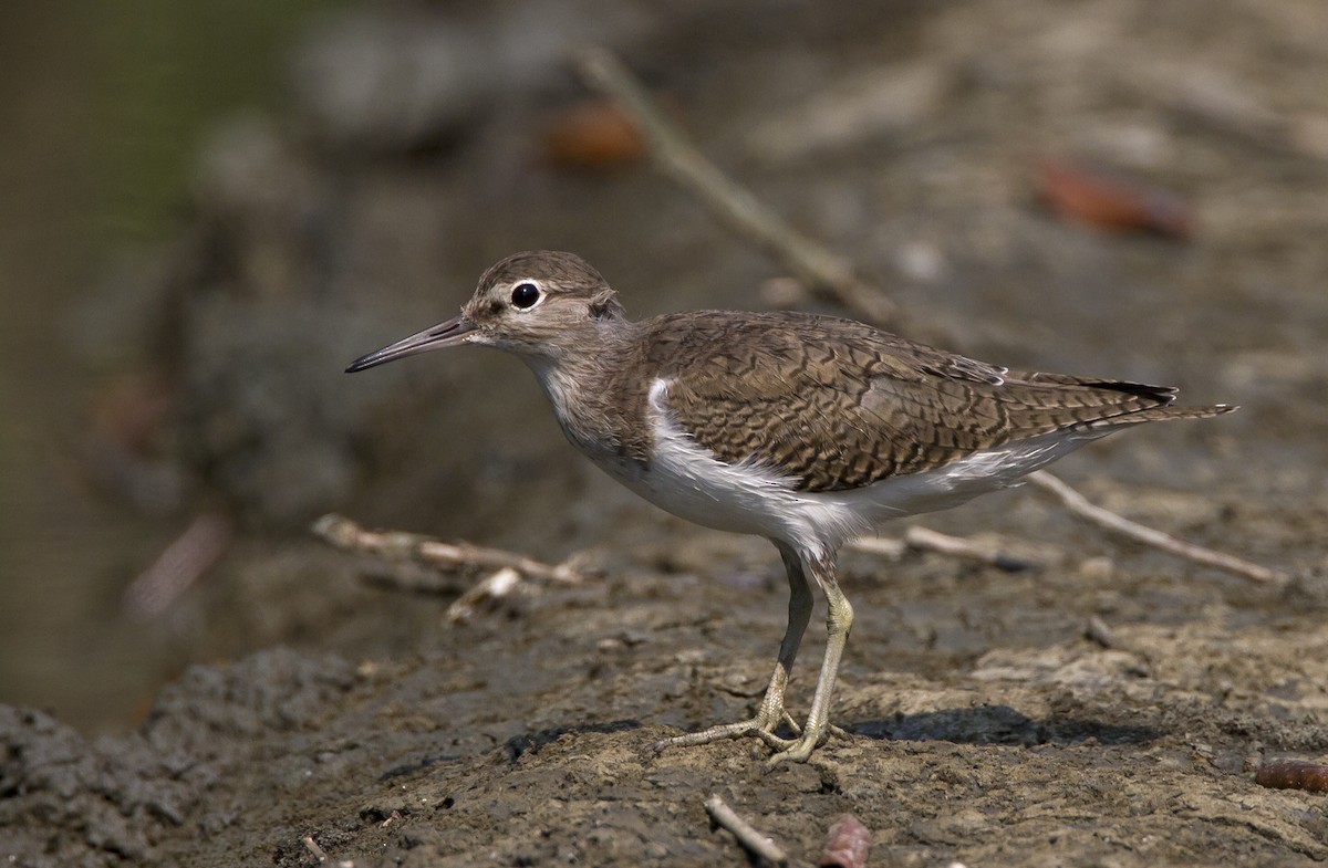 Common Sandpiper - ML204574701