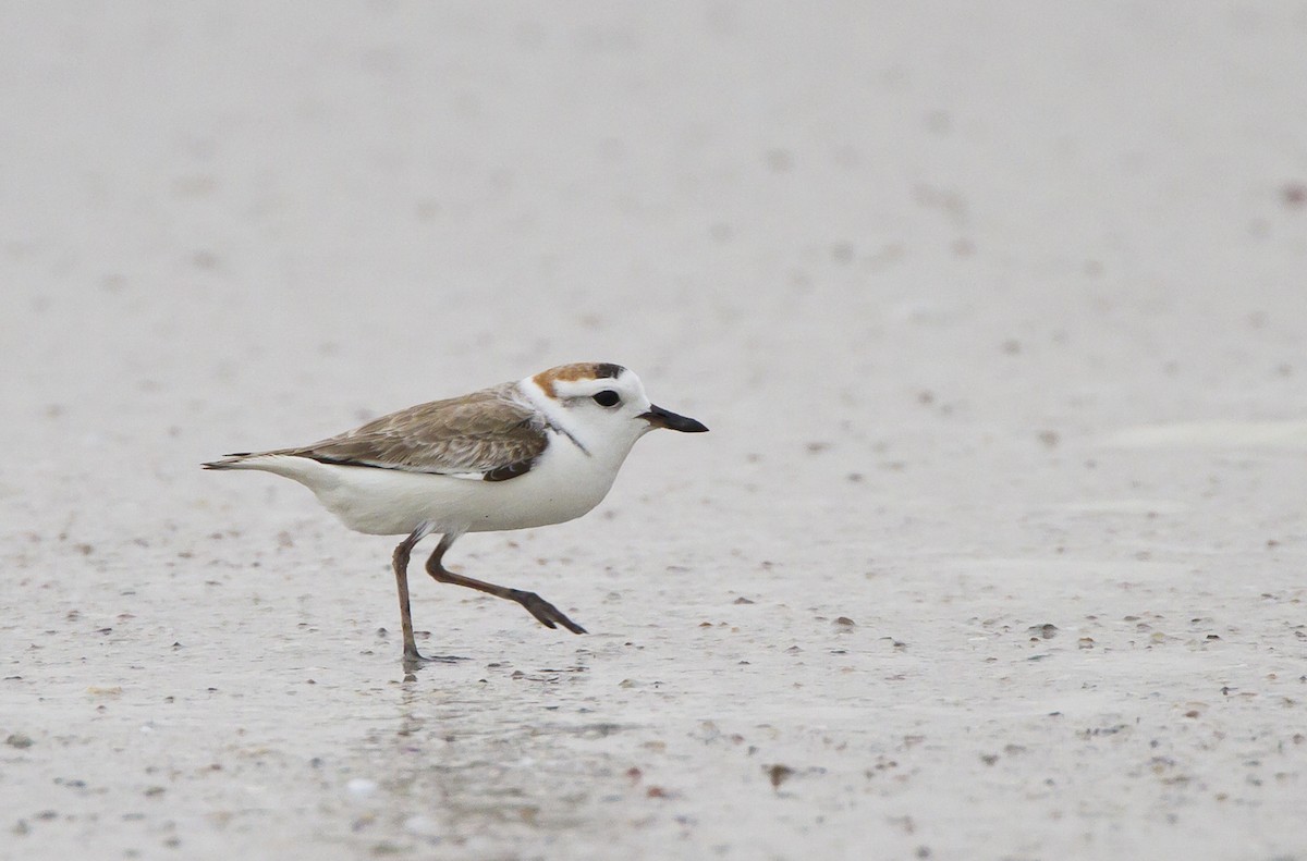 White-faced Plover - ML204574751