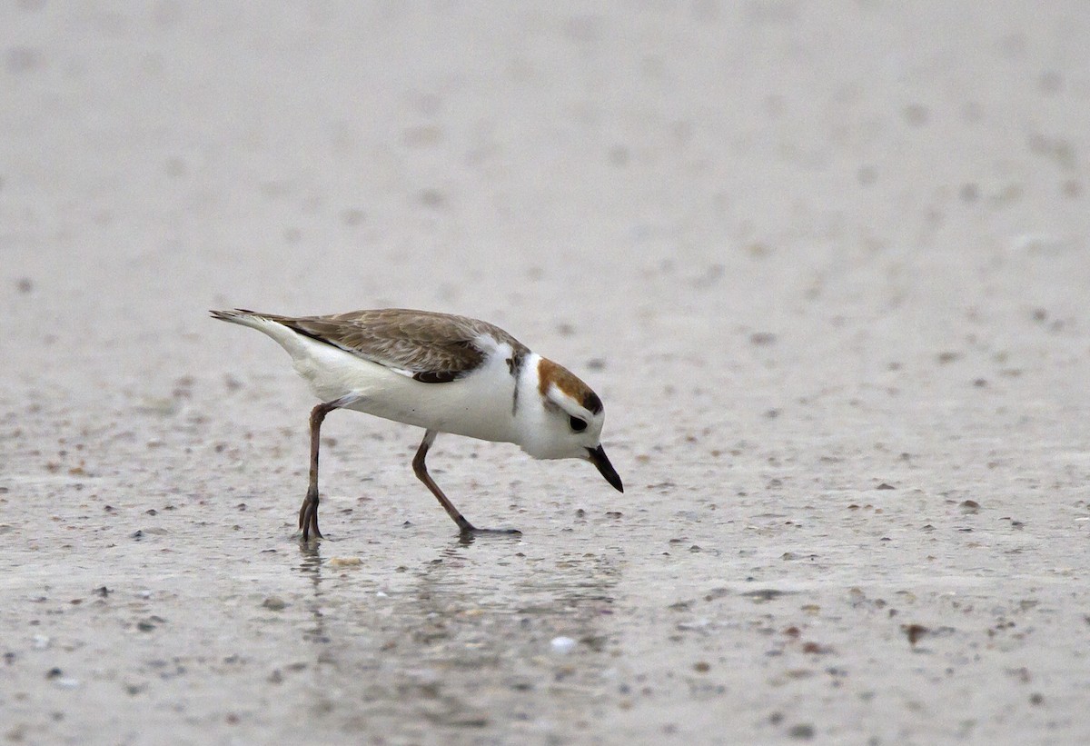 White-faced Plover - ML204574761