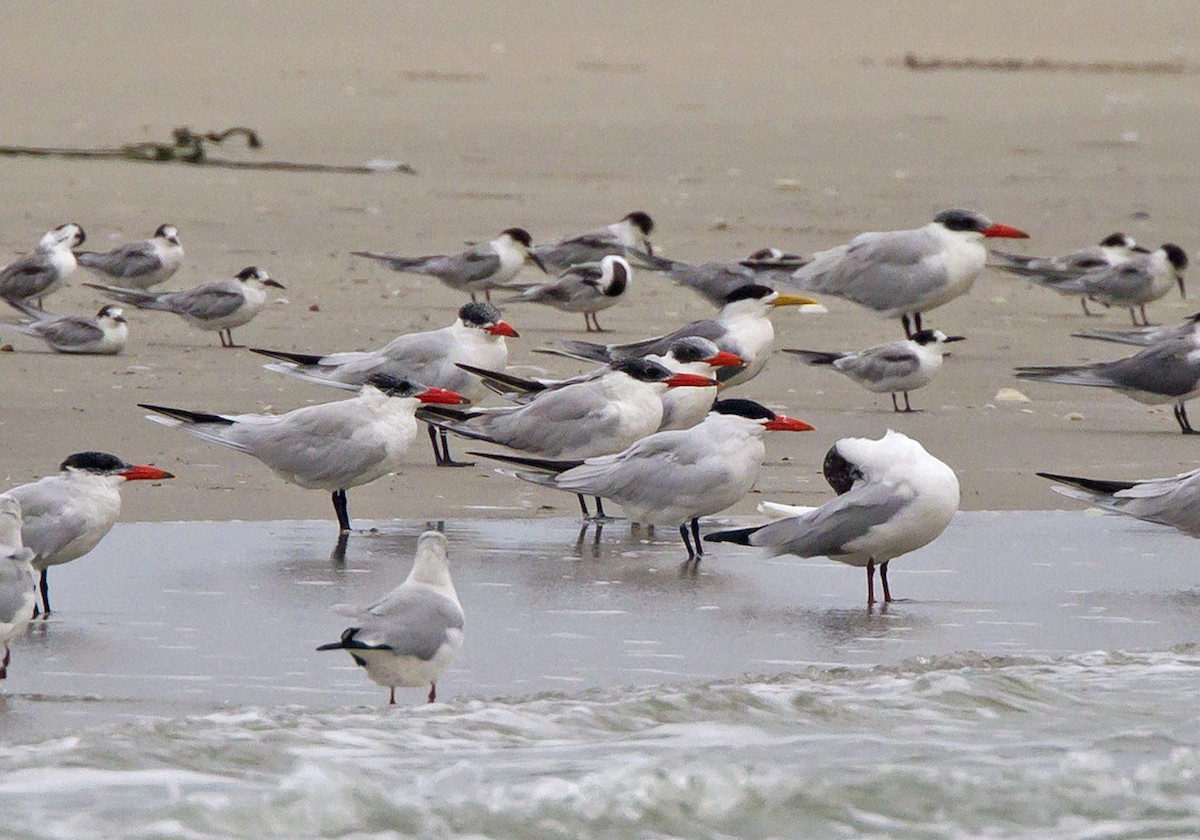 Caspian Tern - ML204574861