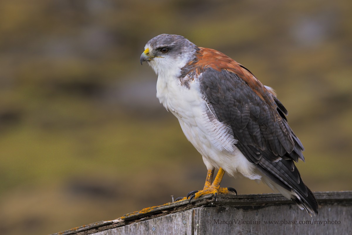 andesvåk (polyosoma) - ML204575011