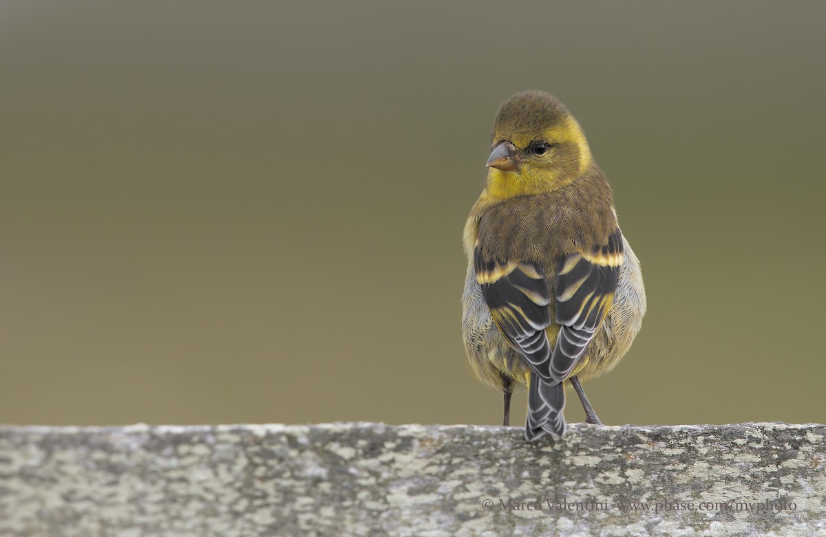 Black-chinned Siskin - ML204575101