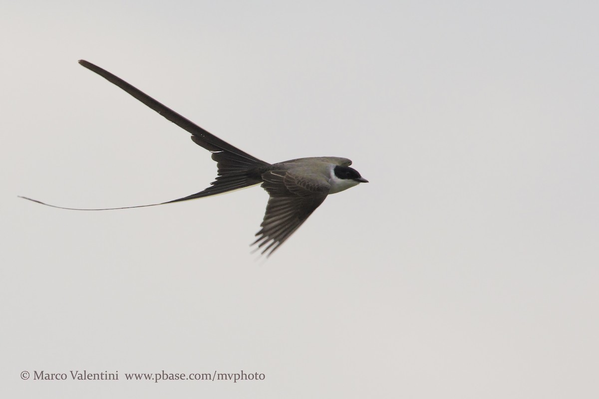 Fork-tailed Flycatcher (savana) - Marco Valentini