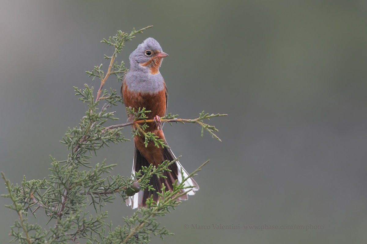 Cretzschmar's Bunting - Marco Valentini