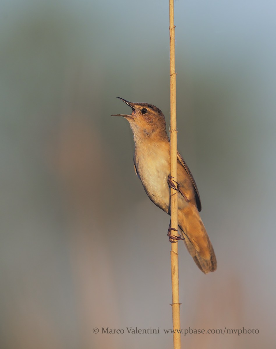 Savi's Warbler - ML204575661