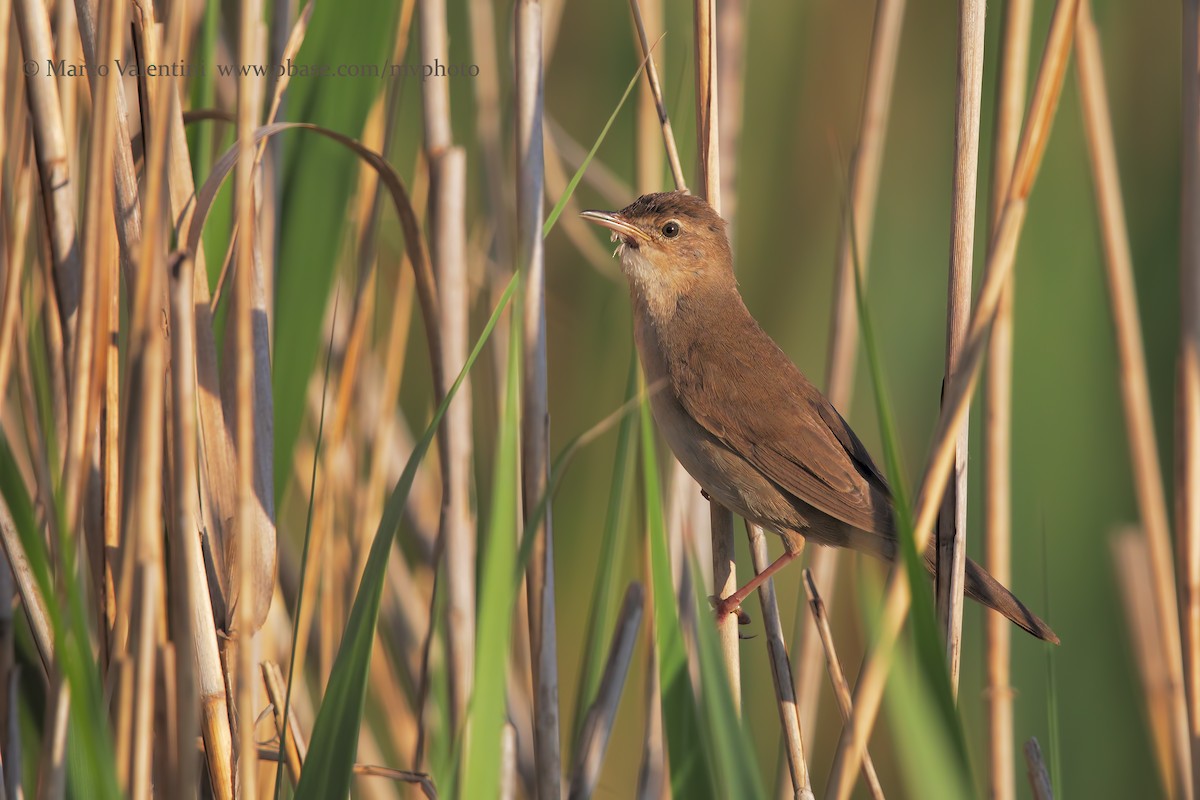 Savi's Warbler - ML204575671