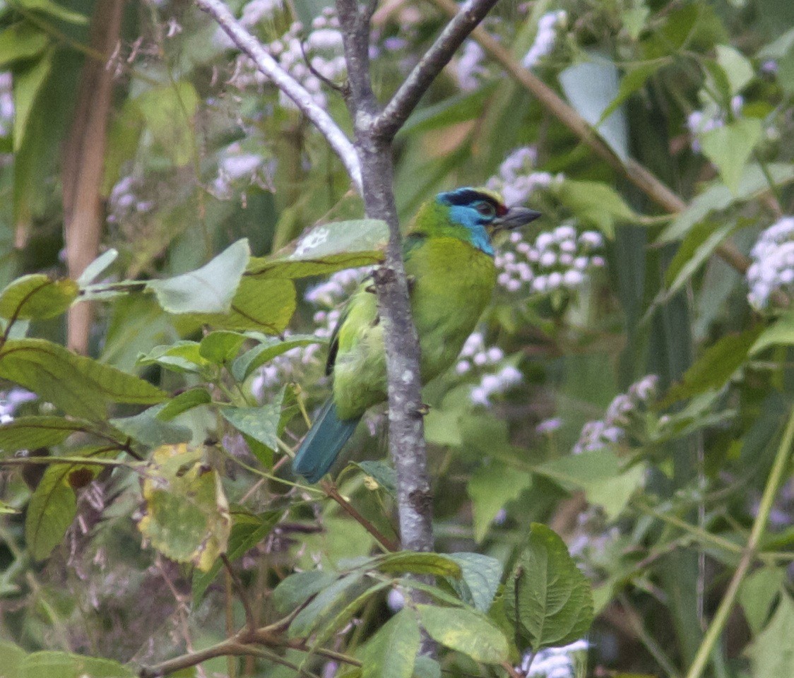 Indochinese Barbet - ML204575781