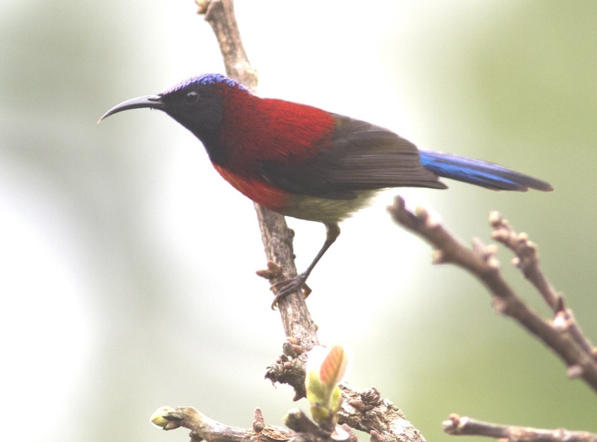 Black-throated Sunbird - ML204575811