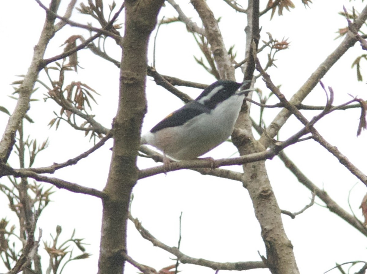 White-browed Shrike-Babbler (Dalat) - ML204575881