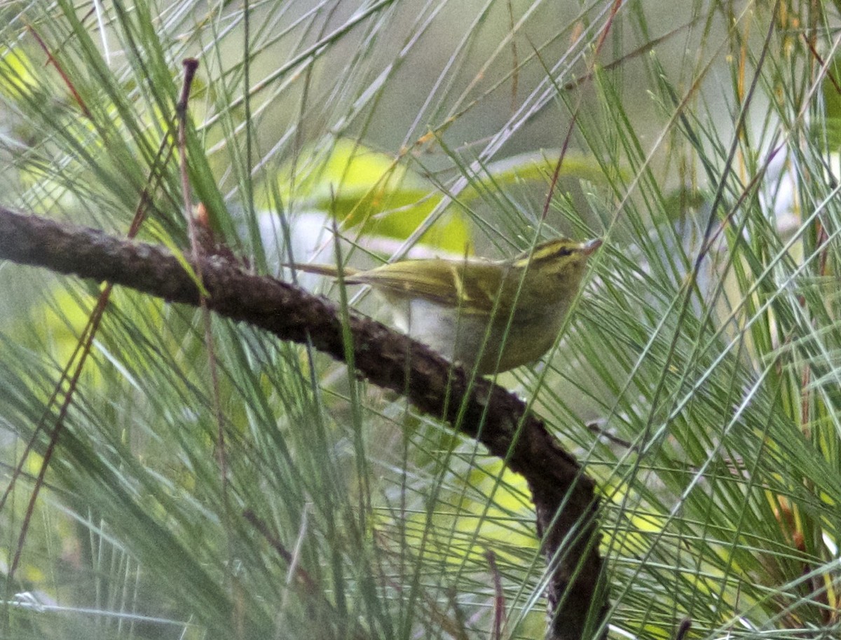 Kloss's Leaf Warbler - ML204575901