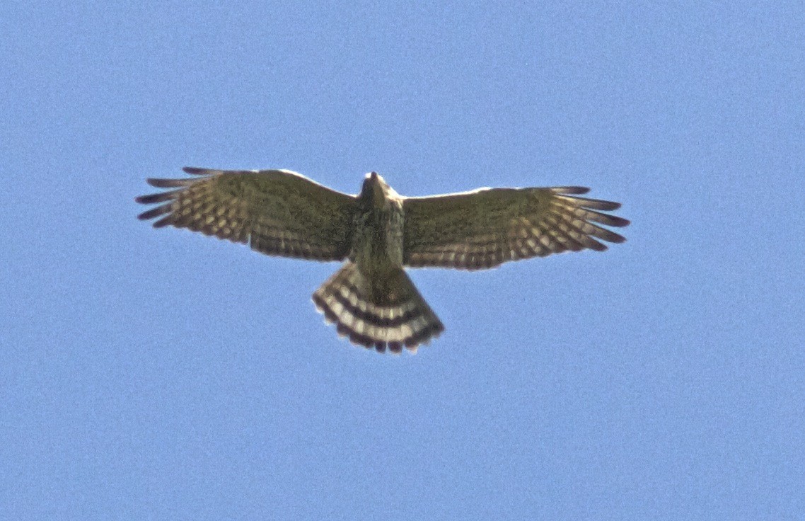 Gray-faced Buzzard - ML204575931