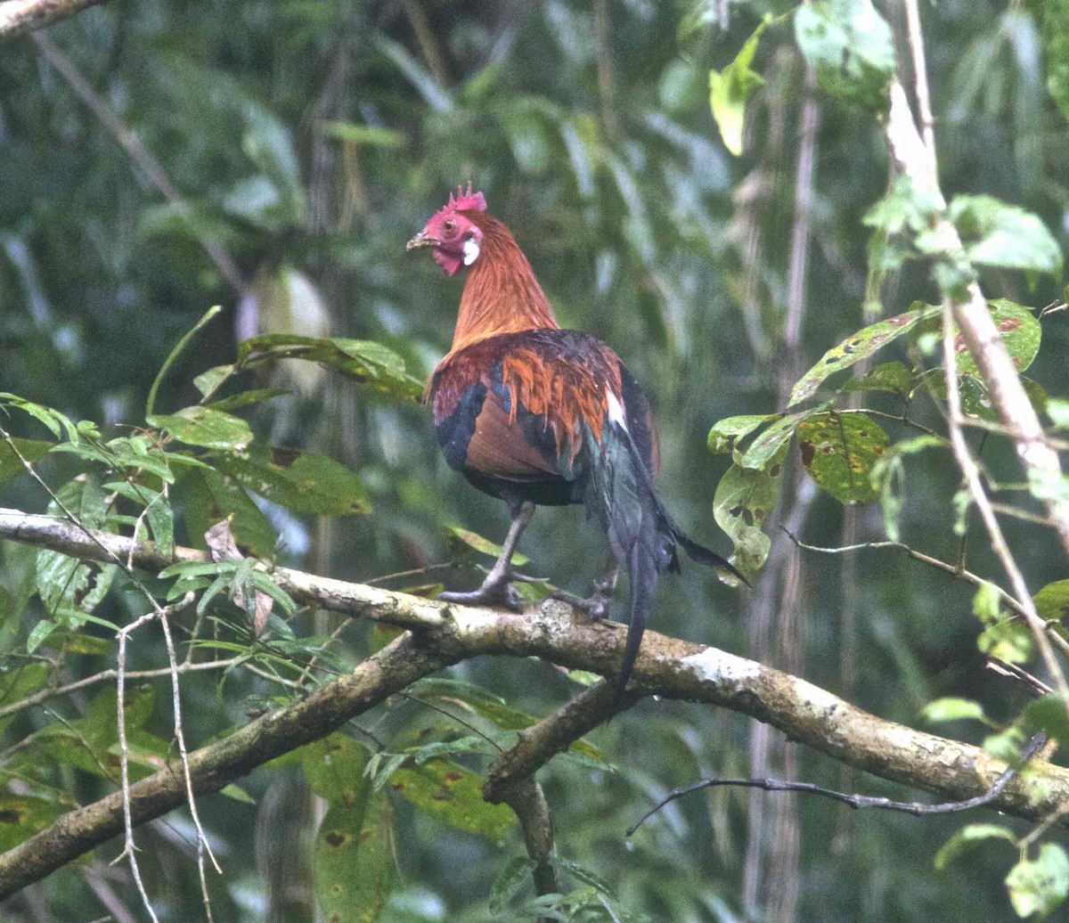 Red Junglefowl - Ken Havard