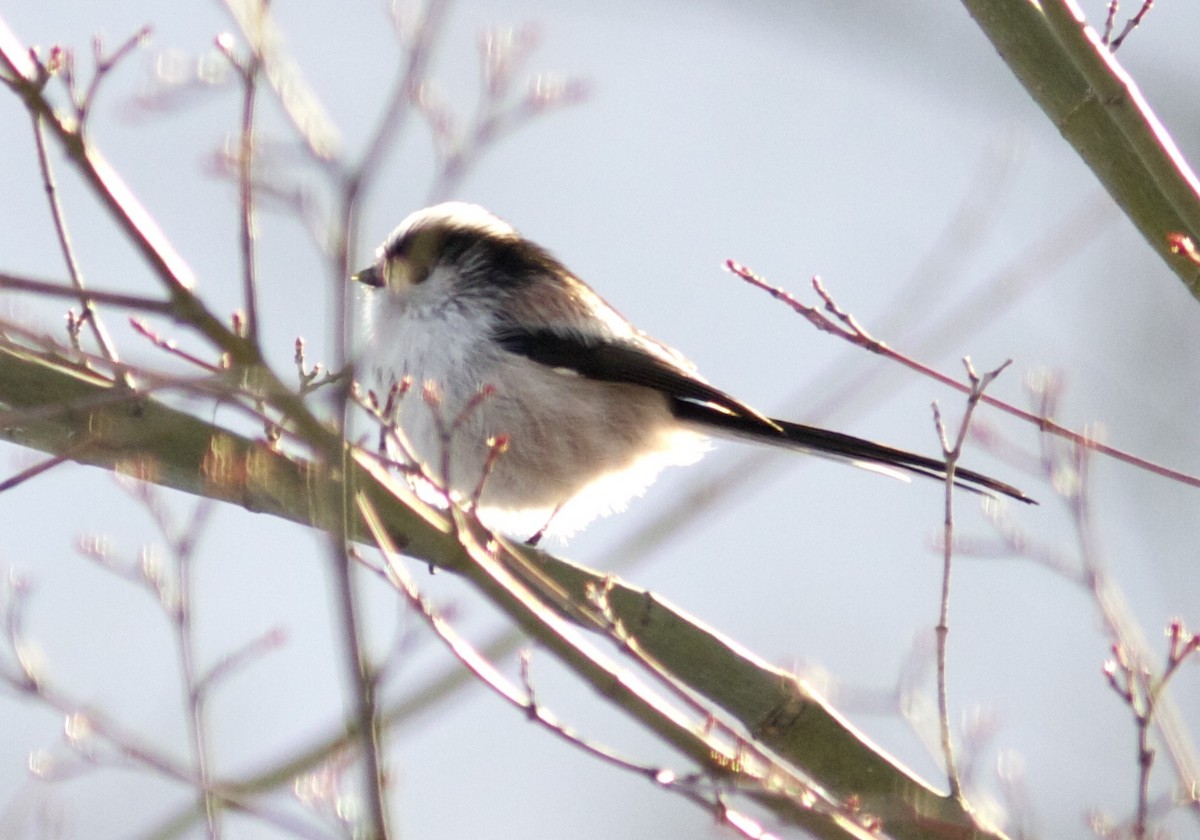 Long-tailed Tit (europaeus Group) - Ken Havard