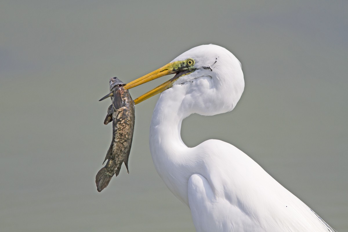 Great Egret (modesta) - Marco Valentini