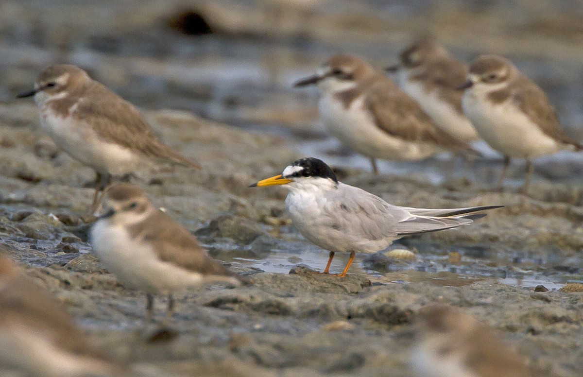 Little Tern - ML204576971