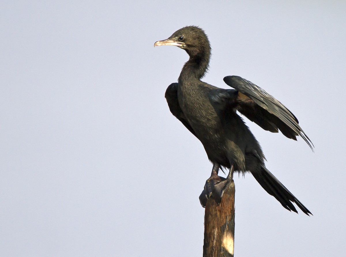 Little Cormorant - ML204576981