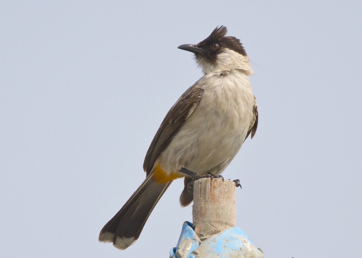 Sooty-headed Bulbul - ML204577001