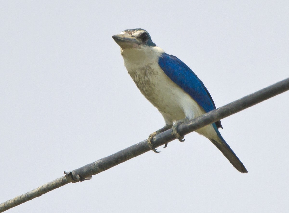 Collared Kingfisher - Marco Valentini