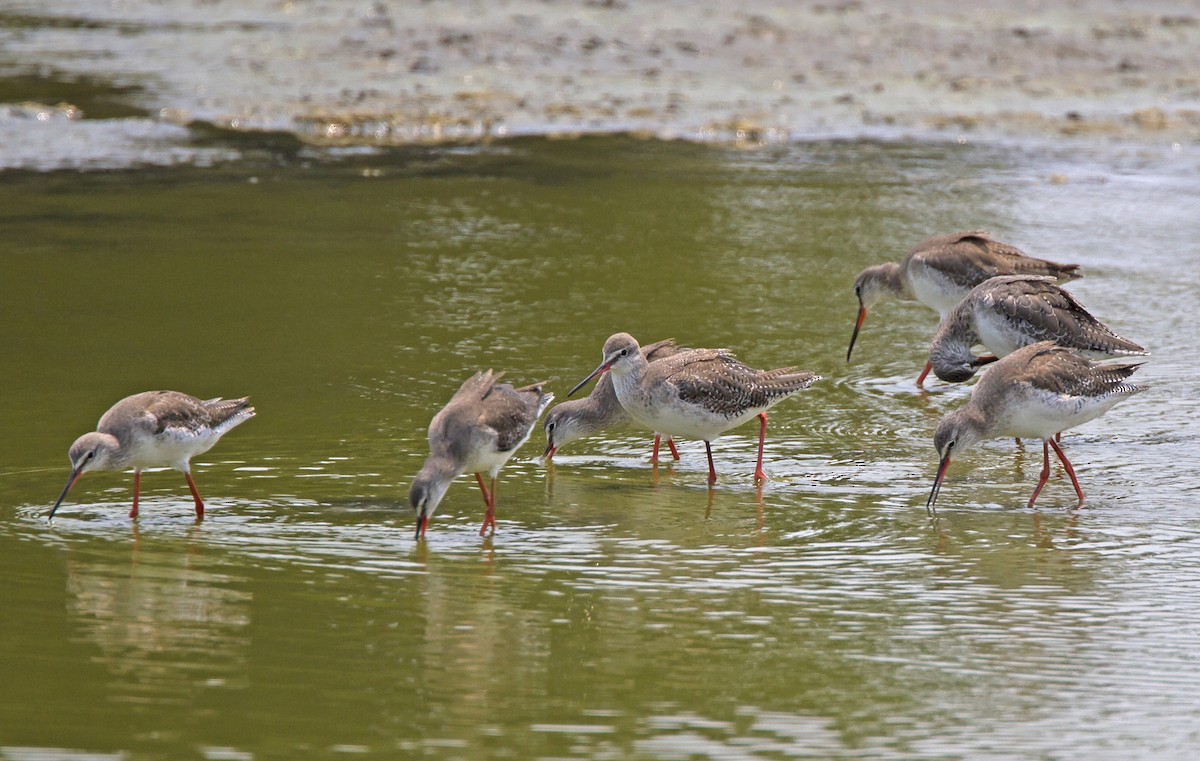 Spotted Redshank - ML204577111