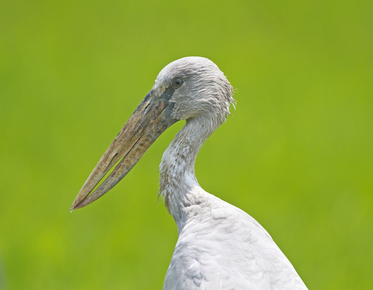 Asian Openbill - ML204577141