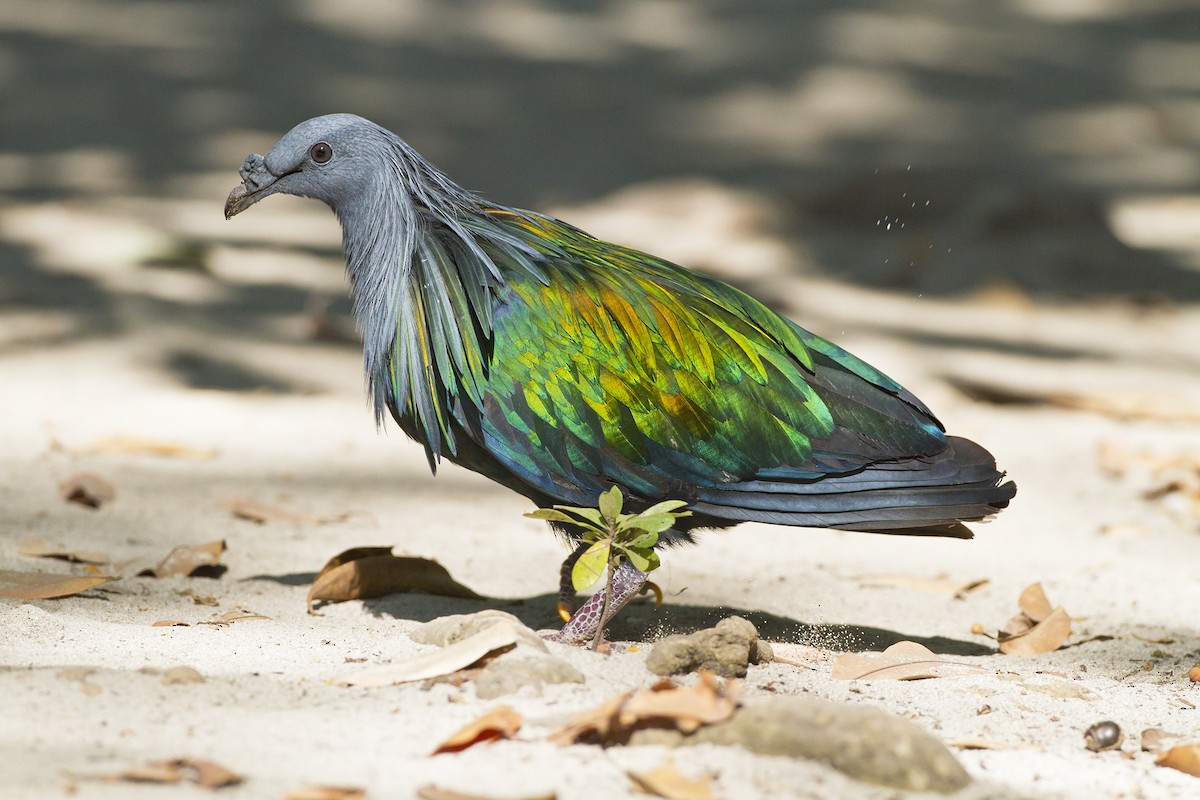 Nicobar Pigeon - Marco Valentini