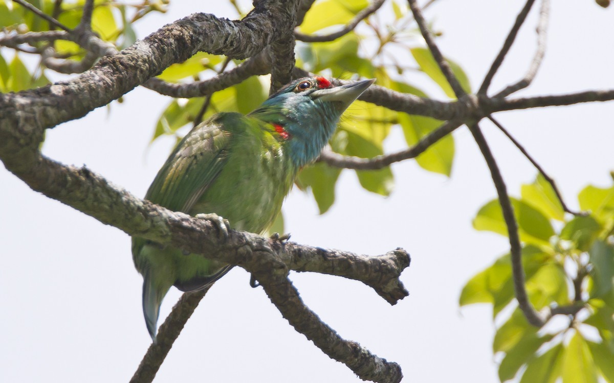 Blue-throated Barbet - ML204577241