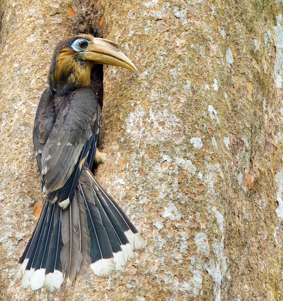 Rusty-cheeked Hornbill - ML204577251