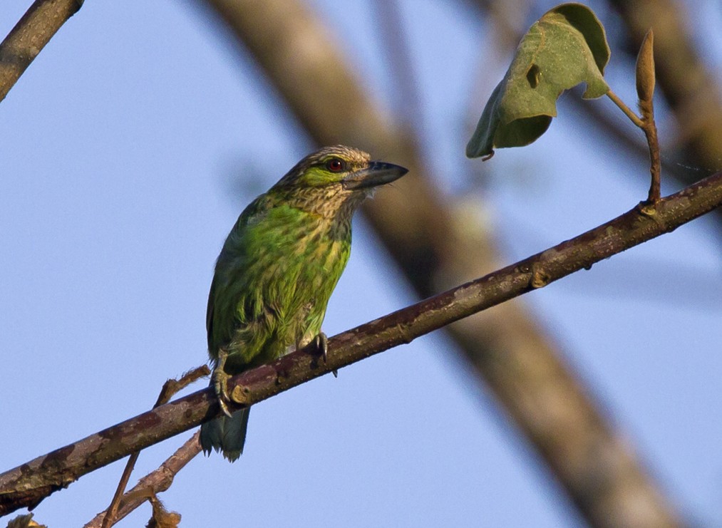 barbet zelenouchý - ML204577351